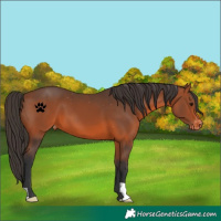 Horse Color:Bay Appaloosa