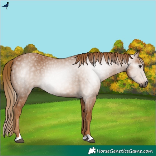 Horse Color:Gray Chestnut 