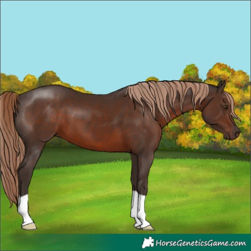 Horse Color:Liver Chestnut 
