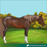 Horse Color:Liver Chestnut 