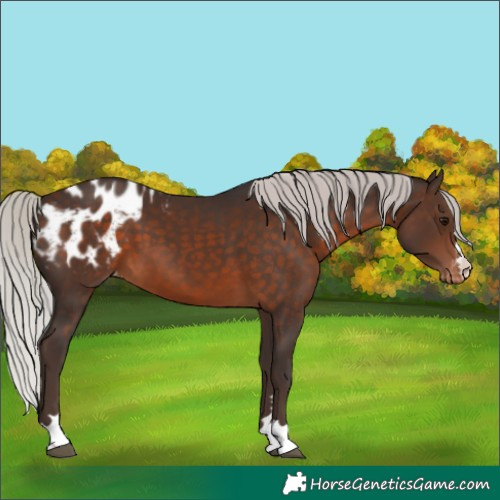 Horse Color:Silver Brown Appaloosa 