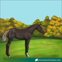 Horse Color:Liver Chestnut