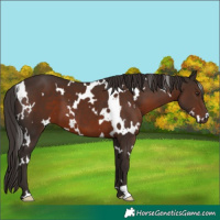 Horse Color:White Spotted Liver Chestnut 