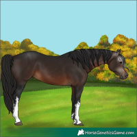 Horse Color:Gray White Spotted Bay