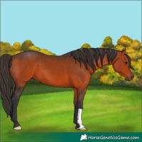Horse Color:Bay 
