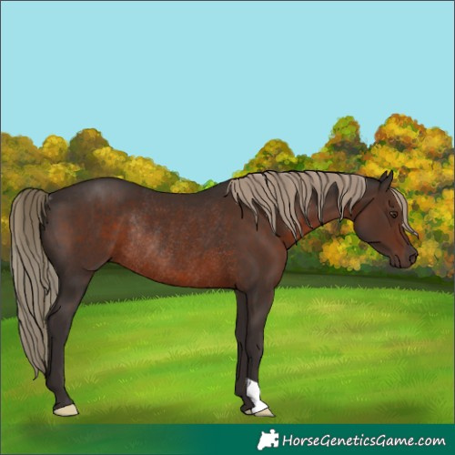 Horse Color:Liver Chestnut Rabicano 