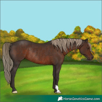Horse Color:Liver Chestnut Rabicano 