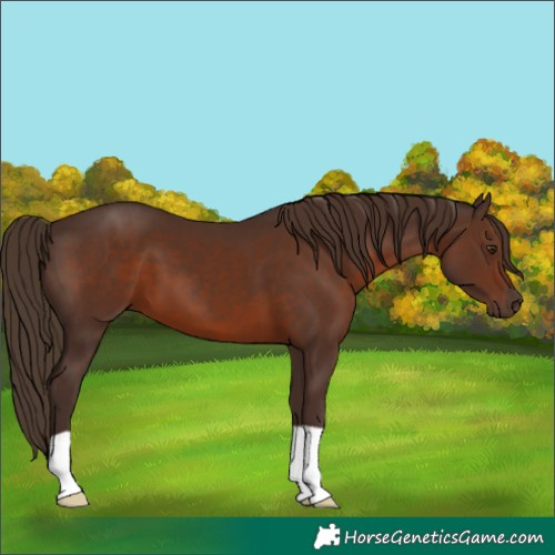 Horse Color:Liver Chestnut 