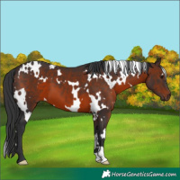 Horse Color:White Spotted Brown