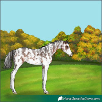 Horse Color:Brown Sabino