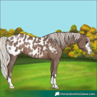 Horse Color:Silver Black Near Leopard 