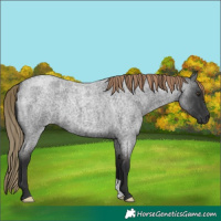 Horse Color:Liver Red Roan 