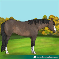 Horse Color:Brown Dun
