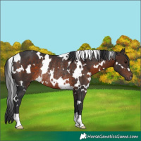 Horse Color:White Spotted Brown Rabicano 