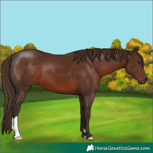 Horse Color:Liver Chestnut 