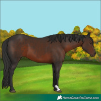 Horse Color:Liver Chestnut 