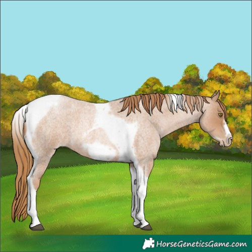 Horse Color:Red Roan Pearl Tobiano Frame 