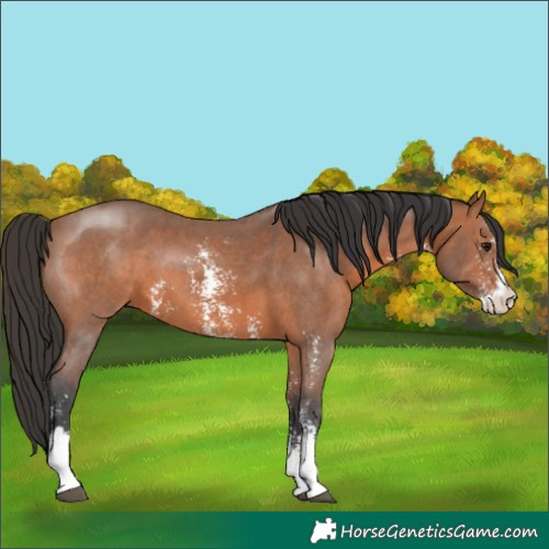 Horse Color:Bay Sabino 