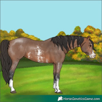 Horse Color:Bay Sabino 