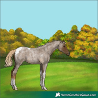Horse Color:Chocolate Palomino Roan Tobiano
