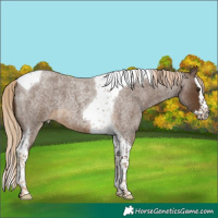 Horse Color:Chocolate Palomino Roan Splash Tobiano