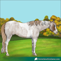 Horse Color:Chocolate Palomino Roan Splash Tobiano 