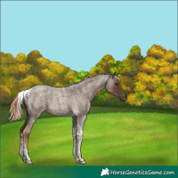 Horse Color:Chocolate Palomino Roan Tobiano