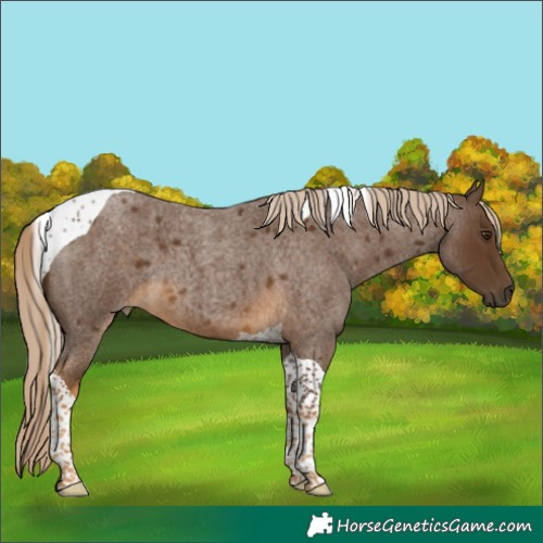 Horse Color:Chocolate Palomino Roan Tobiano 