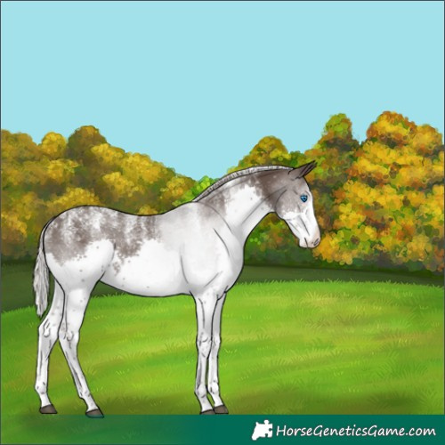 Horse Color:Powder White Silver Black Splash 