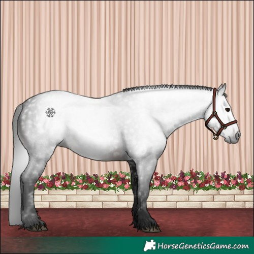 Horse Color:Gray White Spotted Brown