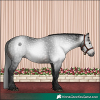 Horse Color:Gray White Spotted Brown 