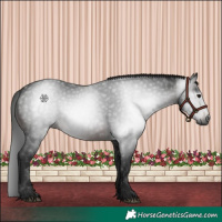 Horse Color:Gray White Spotted Brown 
