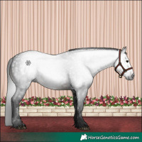 Horse Color:Gray White Spotted Brown 