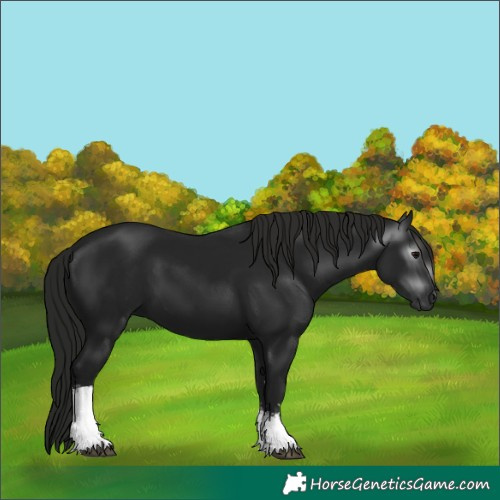 Horse Color:Gray White Spotted Black 