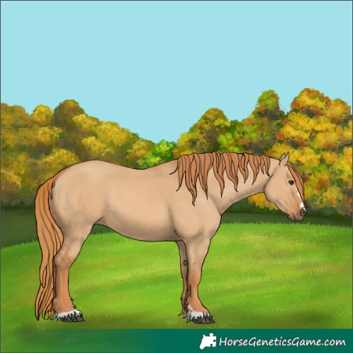 Horse Color:Red Dun 