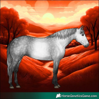 Horse Color:Gray White Spotted Black 