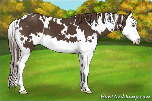 Horse Color:White Spotted Liver Chestnut Splash