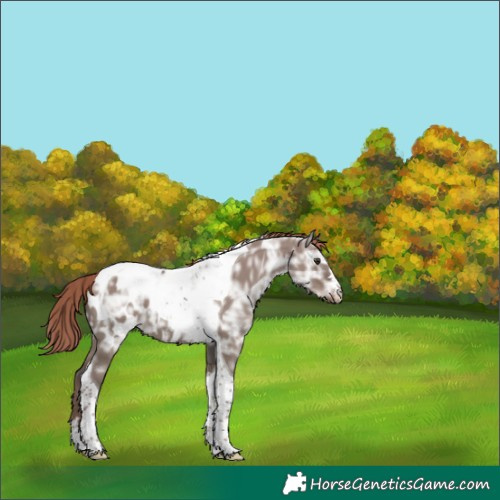 Horse Color:Liver Red Dun Ice Tobiano Appaloosa 