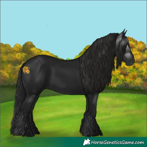 Horse Color:Gray White Spotted Black 