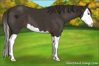 Horse Color:Liver Chestnut Splash 