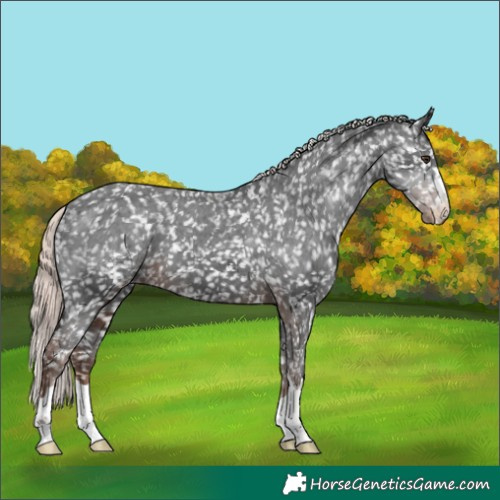 Horse Color:Liver Chestnut Mushroom Appaloosa 