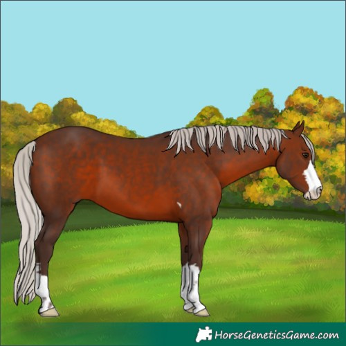 Horse Color:Silver Brown
