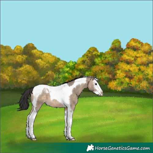 Horse Color:Brown Dun Splash Tobiano 