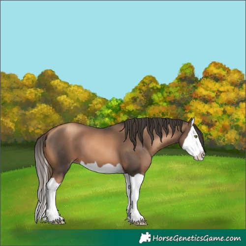 Horse Color:Gold Champagne Splash 