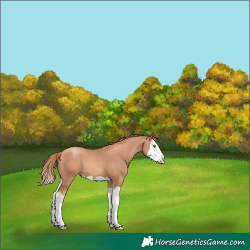 Horse Color:Gold Champagne Splash 