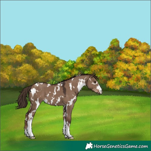 Horse Color:White Spotted Liver Red Dun 