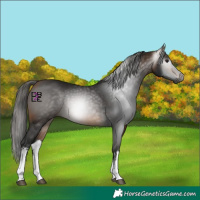 Horse Color:Gray White Spotted Buckskin 