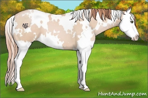 Horse Color:White Spotted Buckskin Pearl Splash 