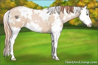 Horse Color:White Spotted Buckskin Pearl Splash 