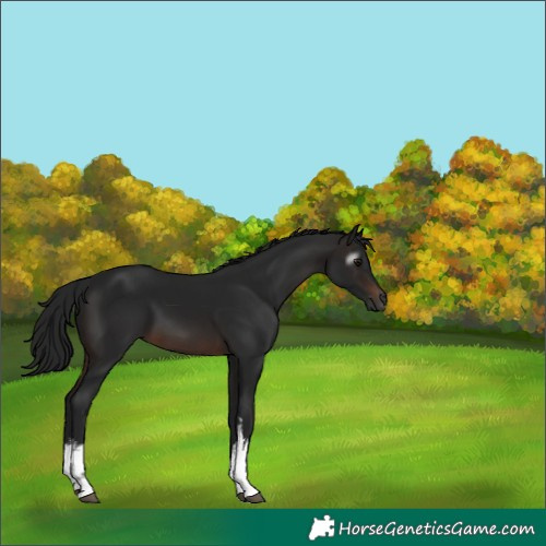 Horse Color:Gray White Spotted Brown 